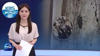 TRANSFORMATION OF LONGHORNED BEETLES (News Today) l KBS WORLD TV 210707