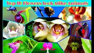 Top 10 Flowers look Alike Animals and birds/Beautiful Flowers/Toptrendy Tube