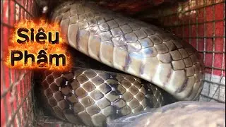 Bẩy Rắn Vào Mùa Rắn Hổ Dện Đi Ăn Rồi Mọi Người Ơi,, TTSB #tungtransanbat
