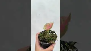 Syngonium Strawberry Ice Galaxy baby plant | OKANOKA.COM | Selling Tropical Plants & Houseplants