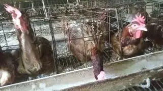 A smart chicken knows how to find a place to drink water  (Watch the video for entertainment)