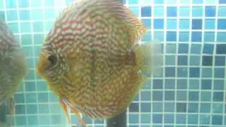 Red Spotted Green F3