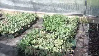 Quick look my favourite local nursery.