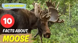 10 Fascinating Facts About Moose 🦌