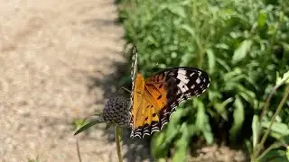 Promenade | Argyreus hyperbius | Taehwagang National Garden | Ulsan, South Korea