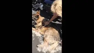 EZ-Groomer Pet Comb Demo Video #1 - Jim Jim