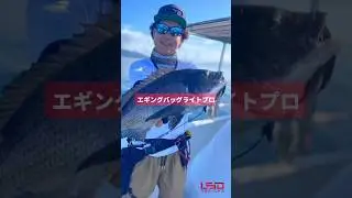 エギ用バッグでボートフィッシング？　　　　　#エギングバッグライトプロ　#ボートフィッシング　#素早く交換　#lsddesigns #LSDデザインズ