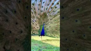 Peacock Dancing with Full Feather Display || ViralHog