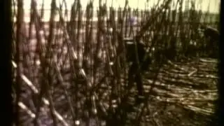 Cane Cutting in Ingham