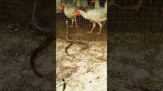 chicken 🐓🐔 and snake unique 🐍🐍 fight