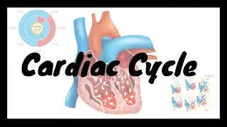 Cardiac cycle | definition | Phases and Duration | #cardiaccycle #physiology #dr.arpitabiswas