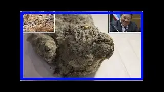 Two ancient lion cubs found frozen in siberian permafrost | FishNews