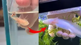 DOCUMENTAR: Creșterea puilor de Axolotl | Zilele 1&ndash;100