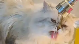 My Cat drinking tap water || funny cat video #short