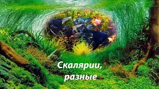 Скалярии - Пиной, клоун, мрамор, Пиной темный / Pterophyllum scalare