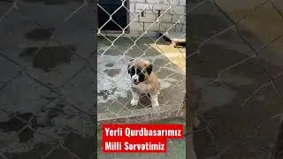 #qurdbasar#yerli#cob&aacute;n#iti