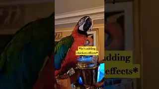 Angry parrot requesting a beat #beatbox #parrot #music #talkingparrot #chicken #parrotspeak #pet