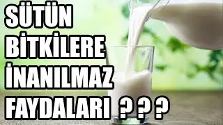 Yaprak Hastalıklarına İlaç | Sütün Bitkiler Üzerindeki İnanılmaz Etkisi | Gübre ve Böcek Savar.