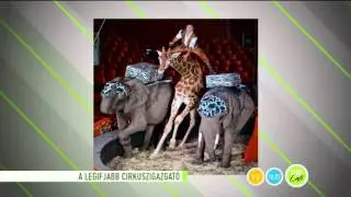 Berki: irigyellek, hogy boldog házasságban élsz - 2016.02.26.-tv2.hu/fem3cafe