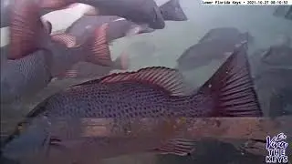 CHOMP! Graphic 👀 Cubera Snapper Eating Blue Striped Grunt!