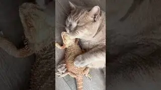 You feel like you&rsquo;ve loved them for a lifetime 💞 #catvideos #cat #lizard
