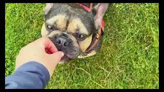 Relaxing Nature Walk at Newbridge House & Farm (Ireland) | Dog Running in Fields