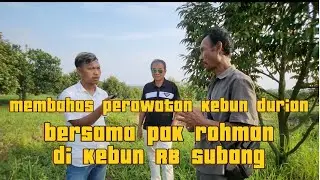 Pembahasan perawatan pohon durian bersama pak rohman
