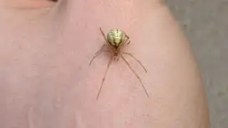 Holding a Comb-Footed Spider