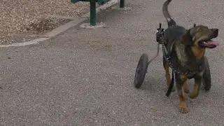 Dog found injured in Albuquerque ditch now 'rolling' his way into a new home