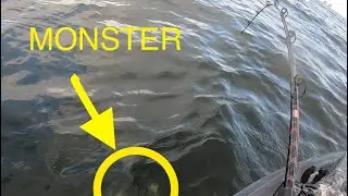 MONSTER fish landed in a kayak!!!! (fishing Pensacola beach)