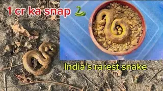 Red sand boa , rescue and release #snakes #sandboa #reptiles