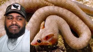 20 Hybrid Animals Created By Scientists You Won&rsquo;t Believe Exist