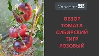 Томат Сибирский тигр розовый. Достойный представитель антоцианов!