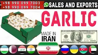 Buying fresh and dried garlic in Iran: Exporting garlic from Iran to all parts of the world