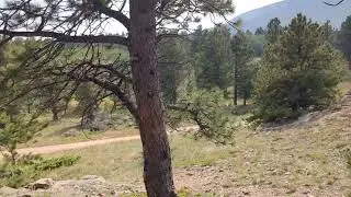 Video of Gold Lake Roosevelt Forest dispersed camping, CO from David M.
