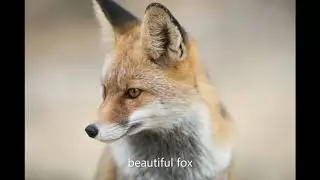 Cute fox photos