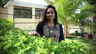 Best Weekend Trip from Bhubaneswar|Cinematic travel film of Barkul in 4K|Chilika|Panthanivas, Barkul