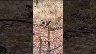 Bem-te-vi do mato (Neinei) ca&ccedil;ando comida! #aves