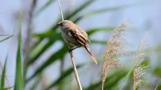 2022 07 27 Bark&oacute;scienge /Panurus biarmicus /Bearded Reedling Hortob&aacute;gyi Nemzeti Park