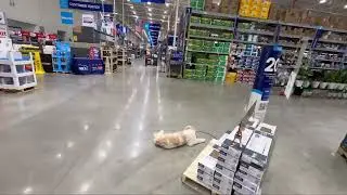 Paris the labradoodle final outing to Lowe&rsquo;s
