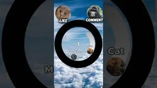Singing Cat vs Monkey🔥 #memes #race #tikok #viral