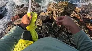 Reef fish 2