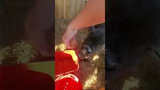 Little trick to get bottle calves to eat grain