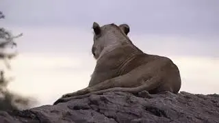 amazing lipard.