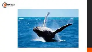 NOFT Whale Trades