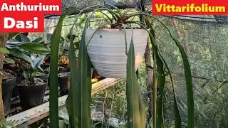 Anthurium Vittarifolium / Anthurium Dasi - Review, Perawatan dan Perbanyakan Antorium Dasi