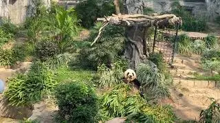 Macao Giant Panda Pavilion seac pai van park