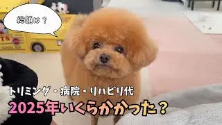 【全公開】トリミング・病院・リハビリ代‥1年間でとらまるにかかった費用はいくら？