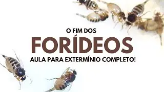 O FIM DOS FORÍDEOS no seu Meliponário!