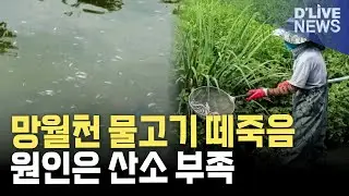 망월천 물고기 집단폐사&hellip;'용존산소 부족' 원인 결론